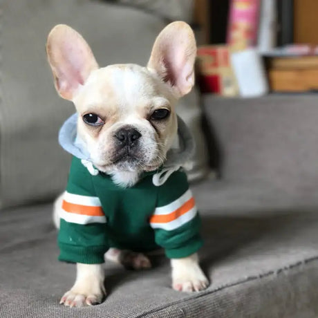 Pet sweater - Lootquake
