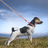 Adjustable Dog Collar and Leash Set - Perfect Fit for All Breeds