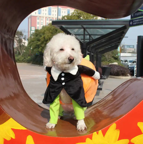 clothes for pets - Lootquake