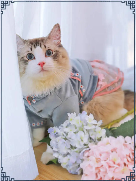 Pet cat clothes - Lootquake