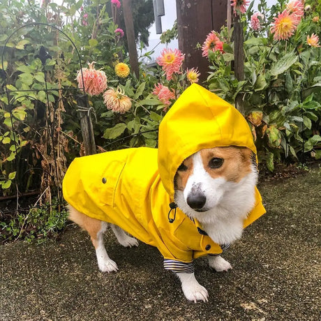 Dog Raincoat Pet Clothes Dog Clothes Rain Water - Lootquake