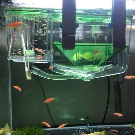 Hatching box guppy sick fish isolation box fighting fish - Lootquake
