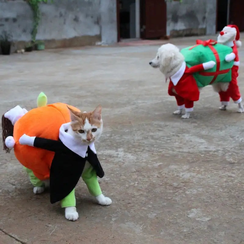 clothes for pets - Lootquake