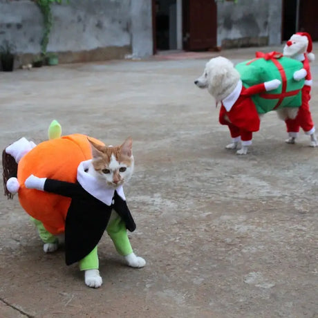 clothes for pets - Lootquake