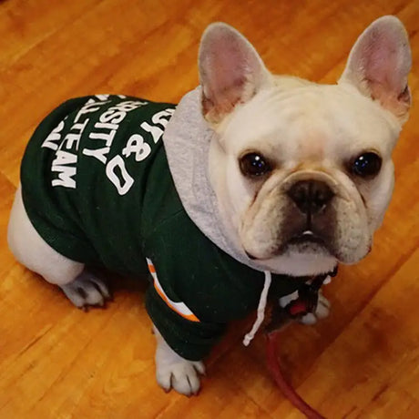 Pet sweater - Lootquake
