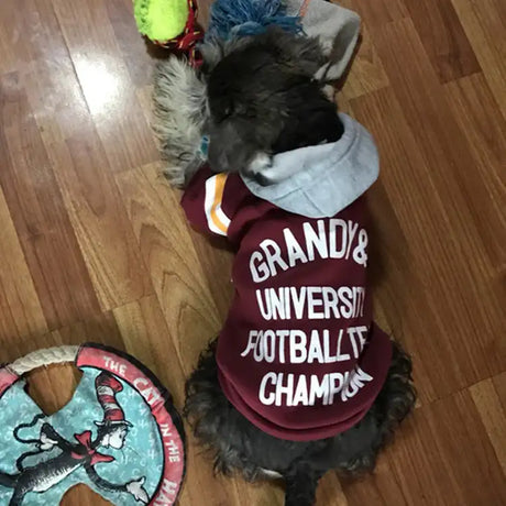 Pet sweater - Lootquake