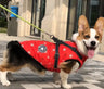 Pet Dog Clothes For Small Dogs Winter Warm Dog Hooded Coat Jackets Chihuahua Pug Outfits Puppy Cat Clothing - Lootquake