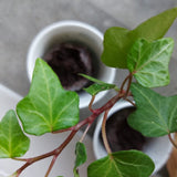 Forest Ambassador Tree Cup, We Plant 200 More Trees