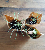 Happy Birthday Lovebirds-3