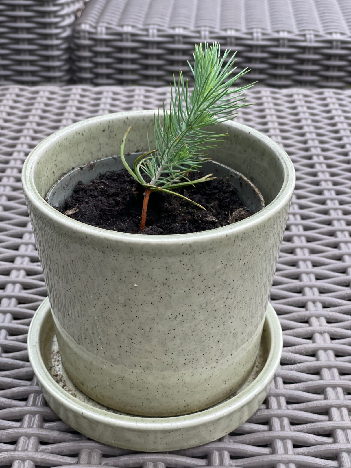 You Plant We Plant Tree Cup, We Plant 10 More Trees-3