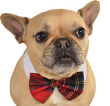 Pets Bow Tie Costume - Various Colors