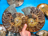 Polished Ammonite Pairs, Ethically Sourced Ammonite Halves 500-1500 grams