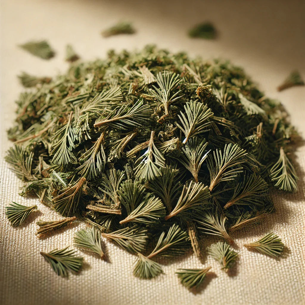 Common Clubmoss Cut (Lycopodium Japonica)-1