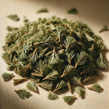 Common Clubmoss Cut (Lycopodium Japonica)-1