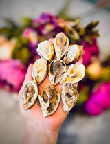 Druzy Shell Fossils, Rare Fossilized Shell From India