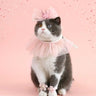 Pet Dog Birthday Party Dog Hat Candy Color Dot Lace Cat Bib Suit Cute Small Medium Dogs Costume Cap Pet Products Accessories