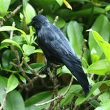 Halloween Decoracion Simulation Black Crow Raven Bird Repellent Pest Control Pigeon Repellent Event Party Bar Decoration