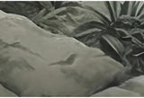 Tropical Green Plants Coconut Trees Distant Mountain Birds 3D Mural Wallpaper Restaurant Clubs KTV Bar Modern Personality Murals