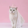 Pet Dog Birthday Party Dog Hat Candy Color Dot Lace Cat Bib Suit Cute Small Medium Dogs Costume Cap Pet Products Accessories
