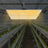 1200W IP65 LED Grow Light Indoor Grow Lamp Waterproof Board Panel Full Spectrum For Greenhouse Plants Flower Bloom Grow Tent - Lootquake