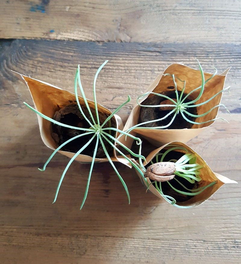 You Plant We Plant Pack of 3 Tree Kits, We Plant 30 More Trees