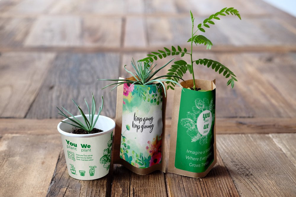 You Plant We Plant Pack of 3 Tree Kits, We Plant 30 More Trees