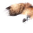 Fox Tail Anal Plug - Metal Pleasure Toy - Lootquake