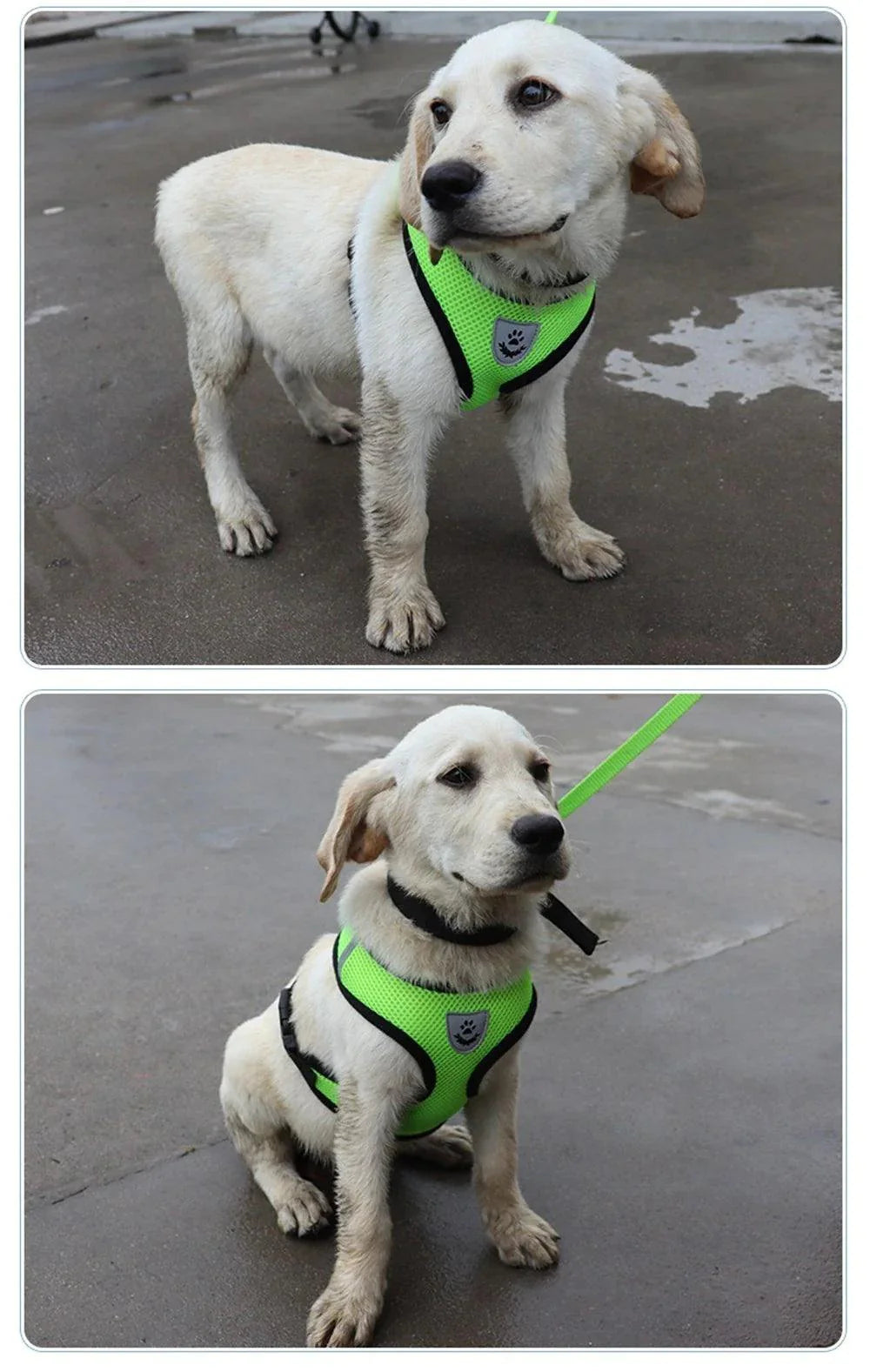 Adjustable Reflective Pet Harness with Leash
