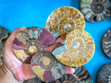 Polished Ammonite Pairs, Ethically Sourced Ammonite Halves