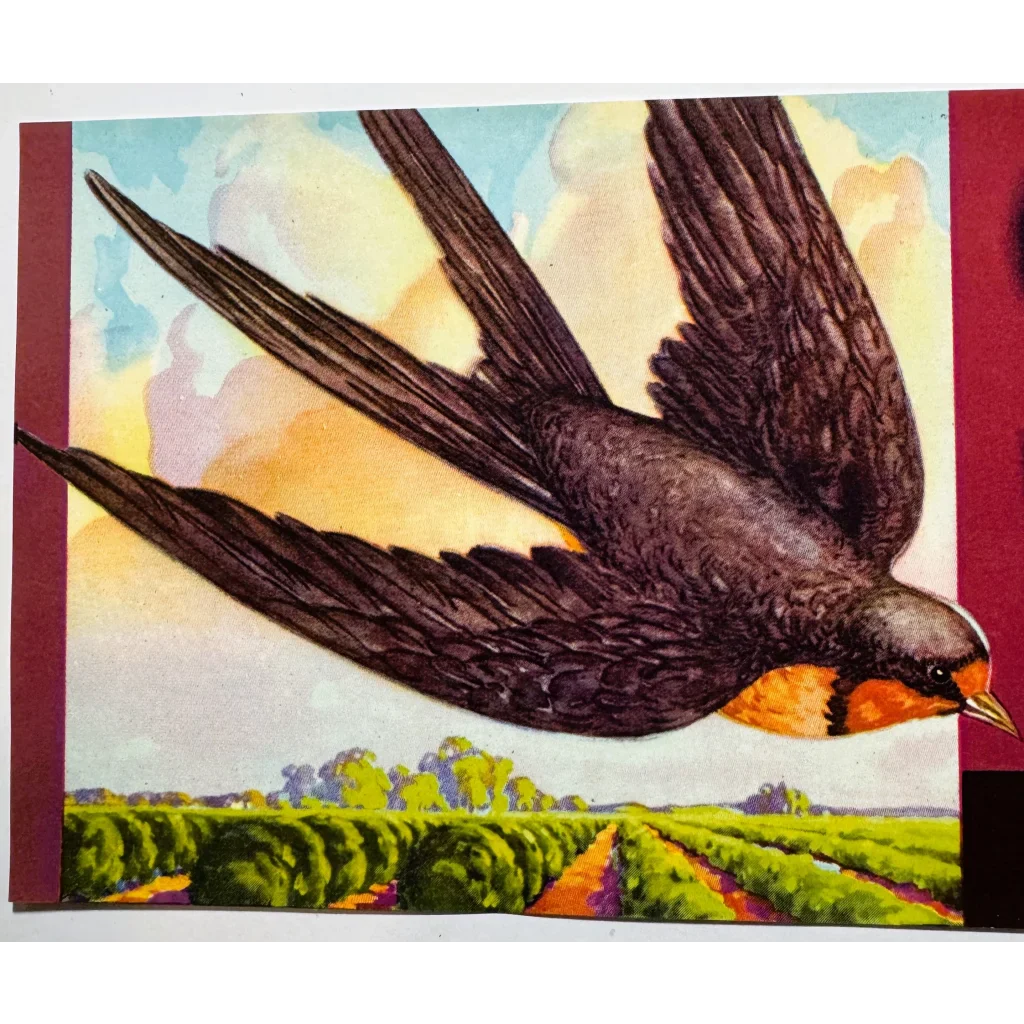 Fly Back to the 60s with Redbanks Packing Swallow Crate Label