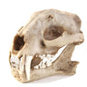 Kocris Casa Aquarium Décor Cave Decorations Fish Hideout Betta Tarantula Reptile Snake for Terrarium Ornament Dinosaur Animal Skull Large Bones Halloween