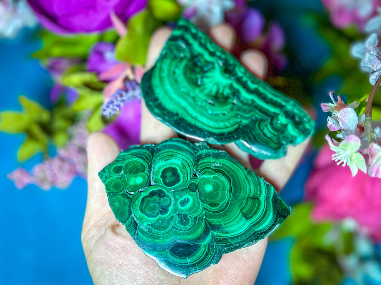 Polished Orbicular Malachite Slice