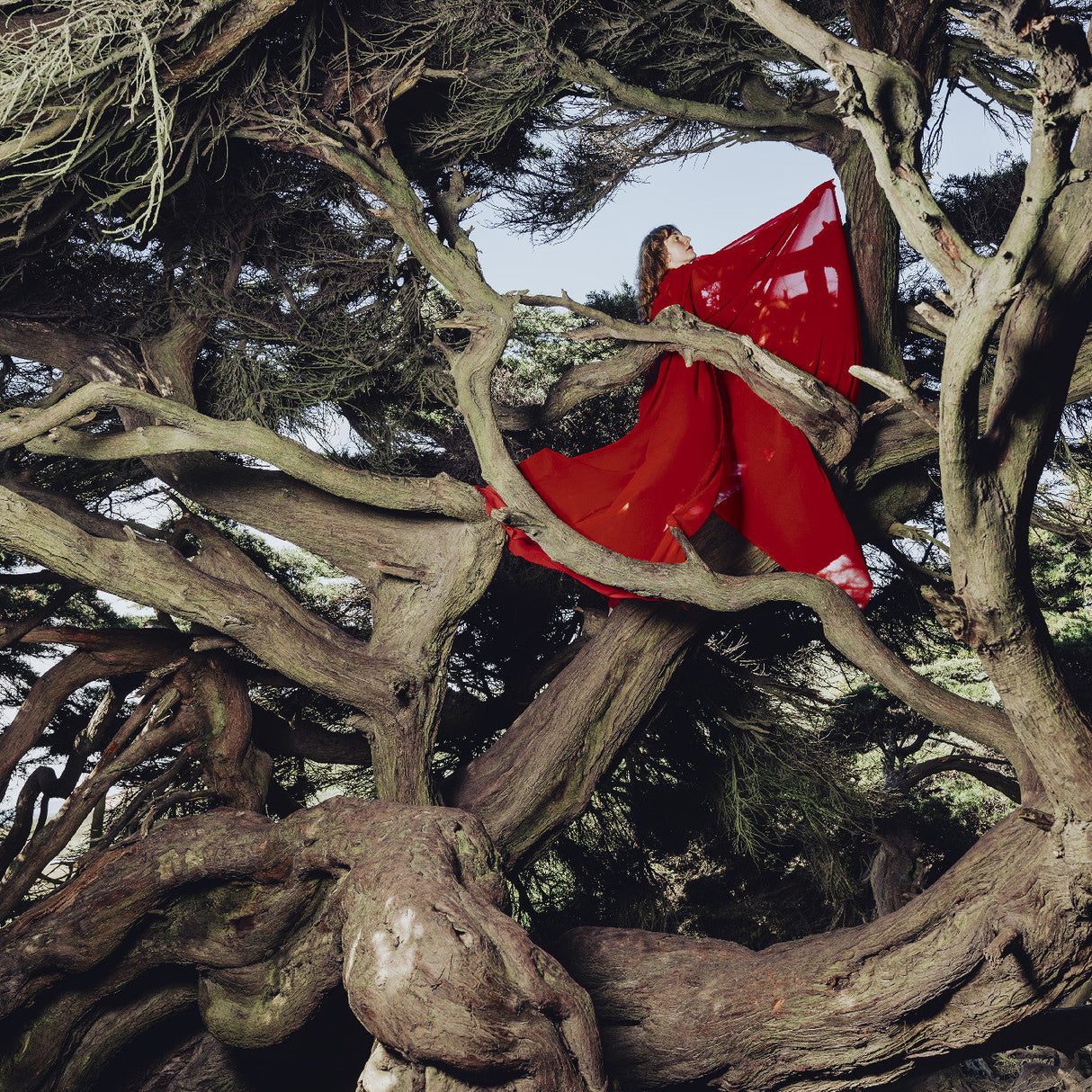 (PRE-ORDER 10/10/25) Nested In Tangles (Ruby Red Vinyl) | Mint (M) Mint (M)