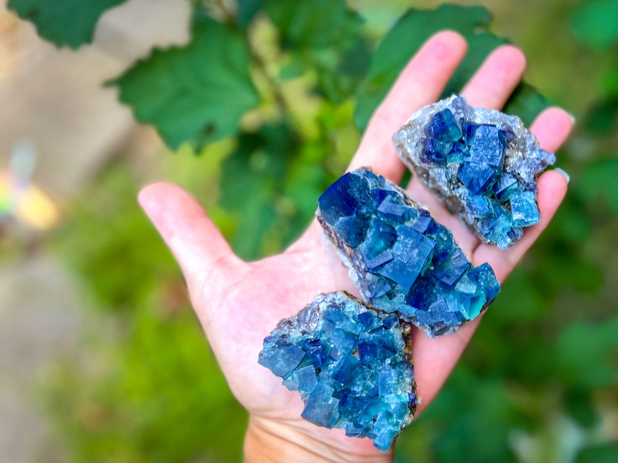 Hidden Forest Pocket Fluorite Clusters, Diana Maria Mine, Daylight Fluorescent Fluorite