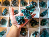 Hidden Forest Pocket Fluorite Clusters, Diana Maria Mine, Daylight Fluorescent Fluorite