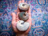 Rainbow Ammonite Fossil, Iridescent Ammonite, Ammolite from Madagascar, You Choose Size