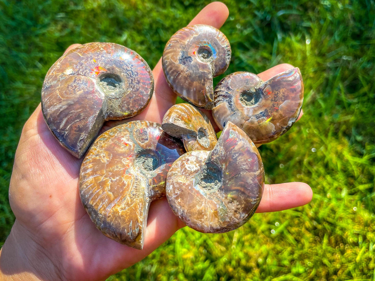 Fire Ammonite Shell Fossil, Fire Ammonite, Fossil Decor, Natural Art,Decorative Fossils, Ammonite Fossil