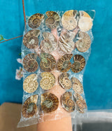 BULK Rainbow Ammonite Fossil Pairs