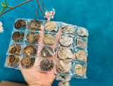 BULK Rainbow Ammonite Fossil Pairs