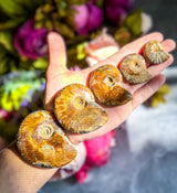 Fire Ammonite Shell Fossil, Fire Ammonite, Fossil Decor, Natural Art,Decorative Fossils, Ammonite Fossil