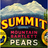 Rare 1930s Mountain Bartlett Pears Vintage Crate Label