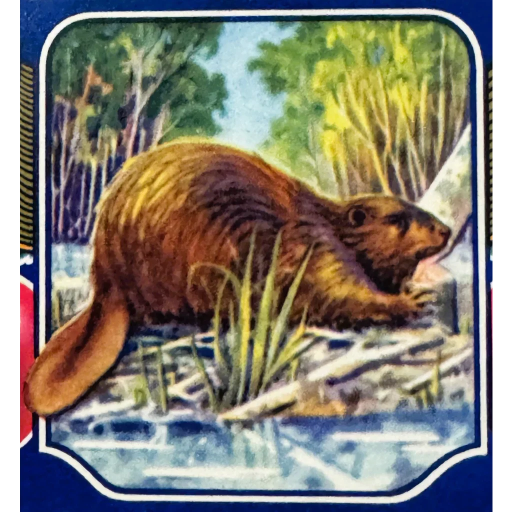 Snag This Groovy 70s Beaver Cherries Crate Label