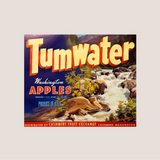 Vintage Tumwater Apple Label from Cashmere Fruit Exchange
