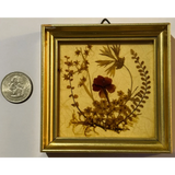 Vintage West Germany Dried Flower Art 1972 Framed Botanical Beauty