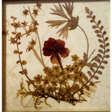 Vintage West Germany Dried Flower Art 1972 Framed Botanical Beauty